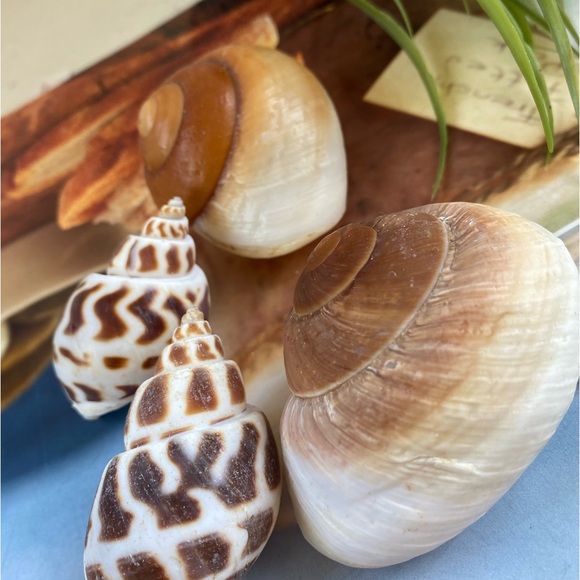 4 PCS Large Sea Shells Mixed Ocean Seashells Starfish Conch Various Sizes Natura - Picture 2 of 9